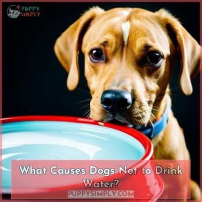 why is my dog not drinking water, and is there a hidden reason beyond thirst?